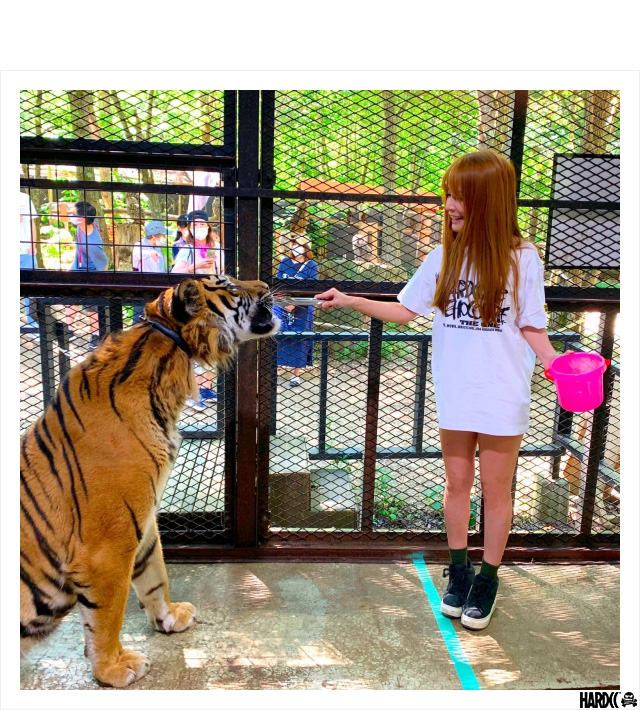 HARDCC(コアチョコ)